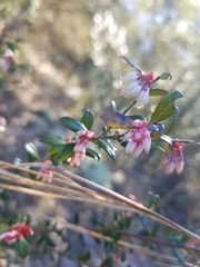 Vaccinium myrsinites
