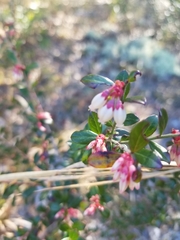 Vaccinium myrsinites