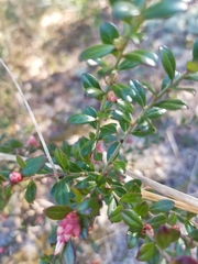Vaccinium myrsinites