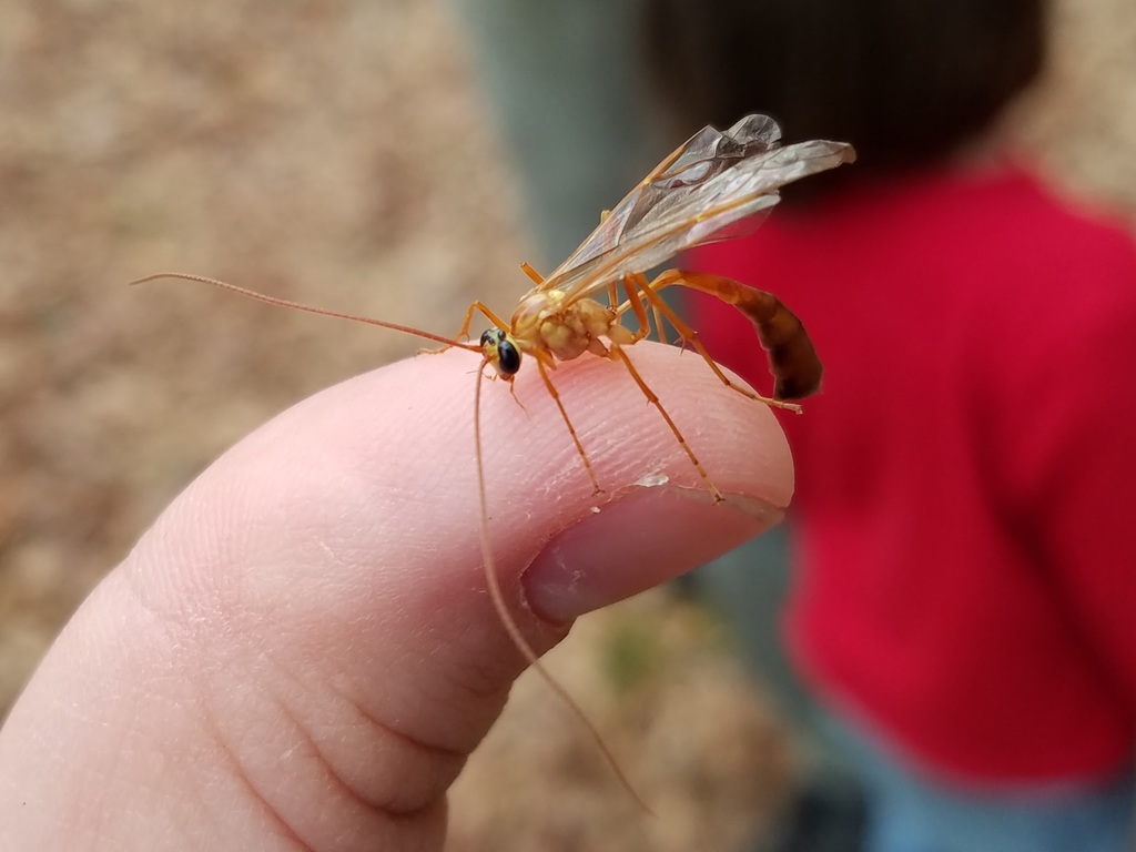 Enicospilus guatemalensis