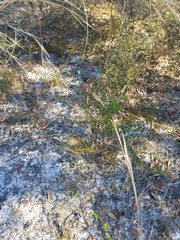 Vaccinium myrsinites