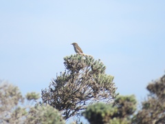 Cisticola subruficapilla