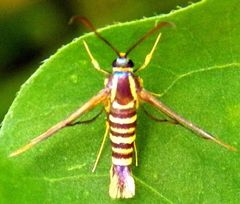 Synanthedon arkansasensis