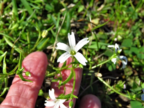 Image of Sabulina muscorum by (c) Annika Lindqvist, some rights reserved (CC BY)