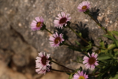 Erigeron glabratus
