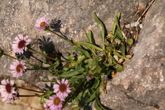 Erigeron glabratus