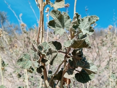 Malacothamnus marrubioides