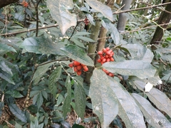 Aucuba chinensis
