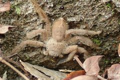 Heteropoda pingtungensis