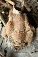 Heteropoda pingtungensis