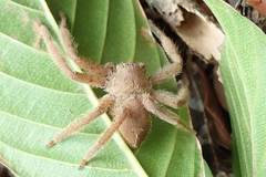 Heteropoda pingtungensis