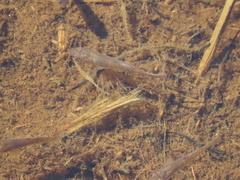 Fundulus heteroclitus