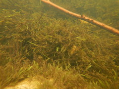 Fontinalis hypnoides