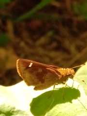 Cymaenes odilia