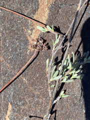 Eriogonum fasciculatum polifolium
