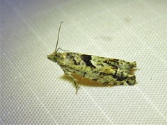 Pseudexentera hodsoni