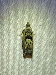 Pseudexentera hodsoni