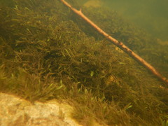 Fontinalis hypnoides