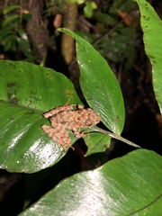 Pristimantis rubicundus