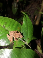 Pristimantis rubicundus