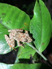 Pristimantis rubicundus