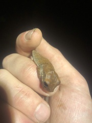 Osteocephalus fuscifacies