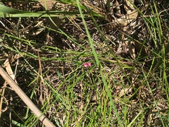Cyanothamnus polygalifolius