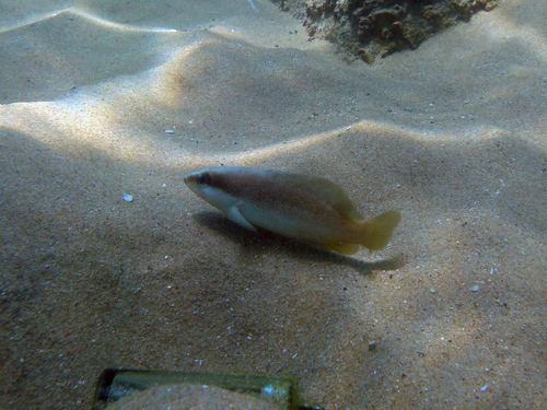 Drievlek-zeepvis (Rypticus bistrispinus) — Serranidae