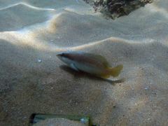 Rypticus bistrispinus