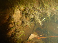 Fontinalis hypnoides