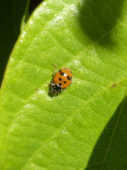 Hippodamia variegata