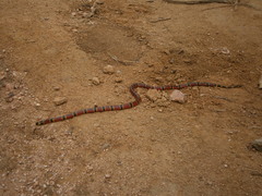 Micrurus browni