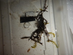 Fontinalis hypnoides