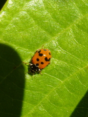 Hippodamia variegata