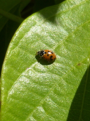 Hippodamia variegata