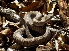 Crotalus willardi obscurus