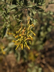 Nicotiana glauca