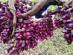 Mucuna sempervirens
