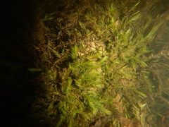 Fontinalis hypnoides