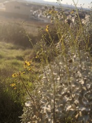 Encelia farinosa