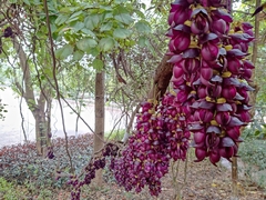 Mucuna sempervirens