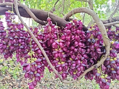 Mucuna sempervirens