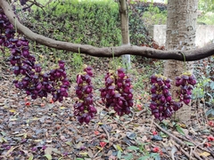 Mucuna sempervirens
