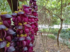 Mucuna sempervirens
