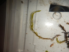 Fontinalis hypnoides