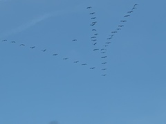 Pelecanus erythrorhynchos