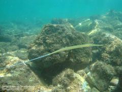 Fistularia tabacaria