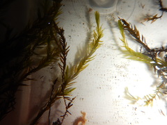 Fontinalis hypnoides