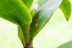 Dilobopterus costalimai