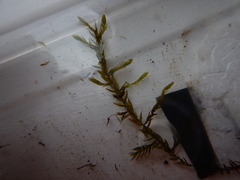 Fontinalis hypnoides